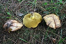 Suillus collinitus 20080828w.JPG