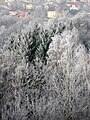 Hoar frost in Poland