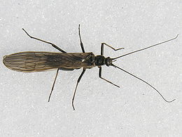 Ankstyvė (Taeniopteryx nebulosa)