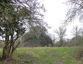 <span class="mw-page-title-main">Titchmarsh Meadow</span>