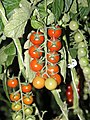 Cherrytomate Tross / Cherry tomatoe cluster