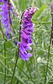 Skrykkjukrøkja (Vicia cracca)