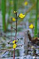 Vanlig bløðrurót (Utricularia vulgaris)