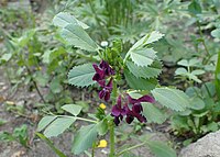 Vicia serratifolia