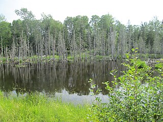 <span class="mw-page-title-main">Wetlands and wetland policies in Canada</span>