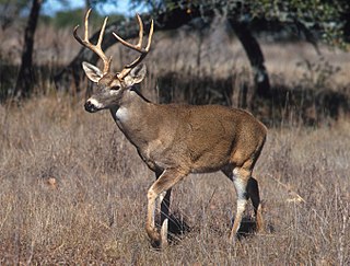 <i>Odocoileus</i> Genus of mammals belonging to the deer, muntjac, roe deer, reindeer, and moose family of ruminants