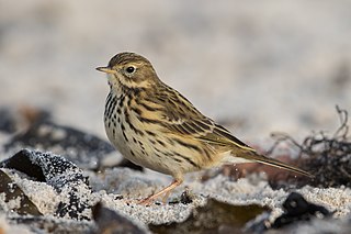 <span class="mw-page-title-main">Meadow pipit</span> Species of bird