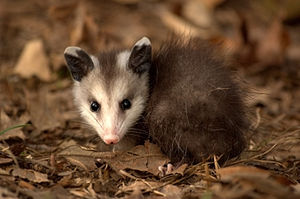 Джаш виргин опоссум (Didelphis virginiana) эмен чапракъладан джабыуда джатады