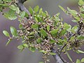 Zelkova abelicea[вд] (IUCN)