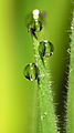 * Nomination Water droplets on grass --ComputerHotline 10:59, 16 May 2013 (UTC) * Promotion Good quality. --LC-de 13:18, 16 May 2013 (UTC)