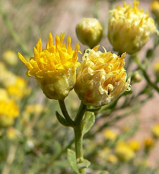 <i>Acamptopappus sphaerocephalus</i> Species of flowering plant