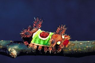 <span class="mw-page-title-main">Saddleback caterpillar</span> Larva of an eastern North American moth