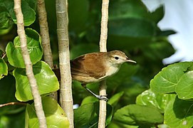 Carolinenrohrsänger (A. syrinx)