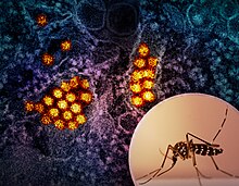 Aedes mosquito and a colorized transmission electron micrograph of dengue virus particles