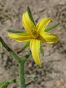 Solanum lycopersicum