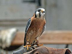 Buntfalke (Falco sparverius)