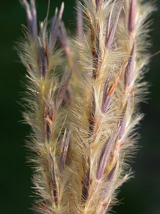 <i>Andropogon hallii</i> Species of flowering plant