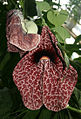 Bild 2 - Aristolochia grandiflora od. Aristolochia gigantea?