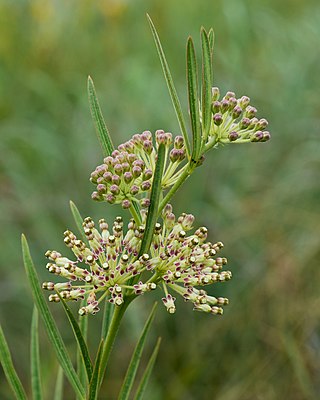 <i>Asclepias hirtella</i> Species of plant