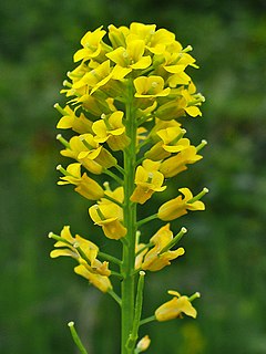 Brassicaceae Family of flowering plants