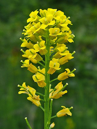 <span class="mw-page-title-main">Brassicaceae</span> Family of flowering plants