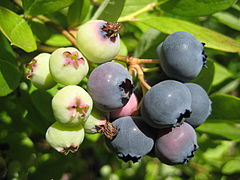 Vaccinium corymbosum.