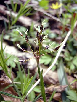 Plaukuotasis kiškiagrikis (Luzula pilosa)