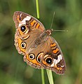 Junonia coenia (common buckeye) Adult, dorsal view.