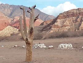 卡尔查基山谷（英语：Calchaquí Valleys）西北部