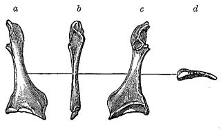 <i>Cimolopteryx</i> Extinct genus of dinosaurs