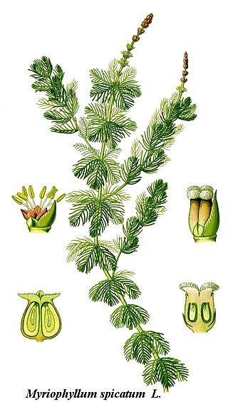 <i>Myriophyllum spicatum</i> Species of flowering plant in the family Haloragaceae