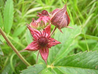 <i>Comarum</i> Genus of flowering plants