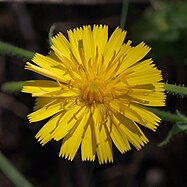 Dandelion in bloom