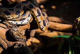 Víbora-de-russell no Rajiv Gandhi Zoological Park, Pune, Índia