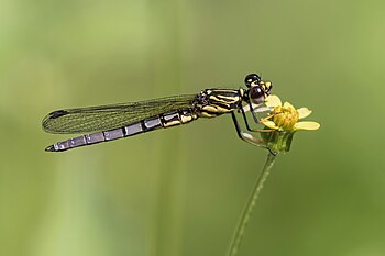 Platycypha caligata