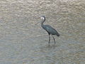 Küstenreiher Western Reef Heron