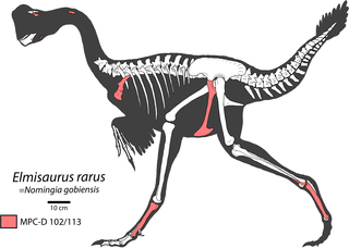 <i>Elmisaurus</i> Extinct genus of dinosaurs