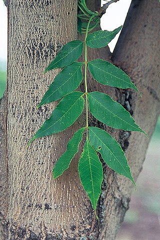 <i>Fraxinus mandschurica</i> Species of ash