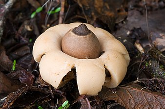 Geastrales (Earthstars)