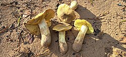 Hobuheinik Tricholoma equestre Foto: Sven Pruul