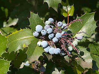 <i>Mahonia</i> Genus of flowering plants belonging to the barberry family