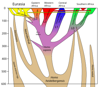 <span class="mw-page-title-main">Interbreeding between archaic and modern humans</span> Evidence of human hybridization during the Middle Paleolithic and early Upper Paleolithic