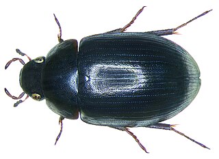 <i>Hydrobius</i> Genus of beetles