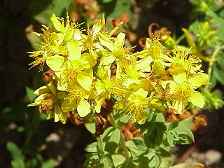 Hypericaceae Family of flowering plants (St. Johns wort family)