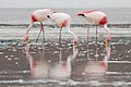 6. Rövidcsőrű flamingók egy bolíviai tavon (javítás)/(csere)