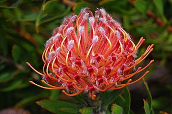 Leucospermum cultivar