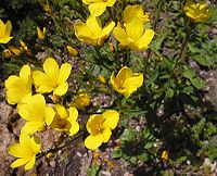 Linum dolomiticum