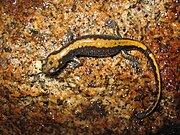 הסלמנדרה Ambystoma macrodactylum