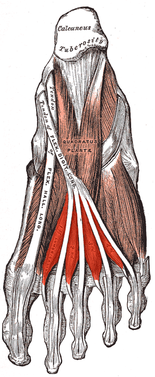 <span class="mw-page-title-main">Lumbricals of the foot</span> Four small skeletal muscles