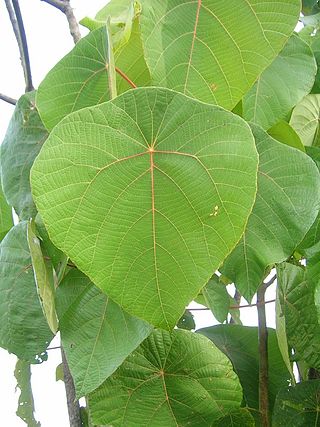 <i>Macaranga</i> Genus of tropic trees